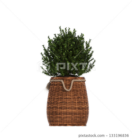 decorative flowers and plants for the interior, isolated on transparent background, 3D illustration, cg render decorative flowers and plants for the interior, isolated on transparent background, 3D illustration, cg render 133196836