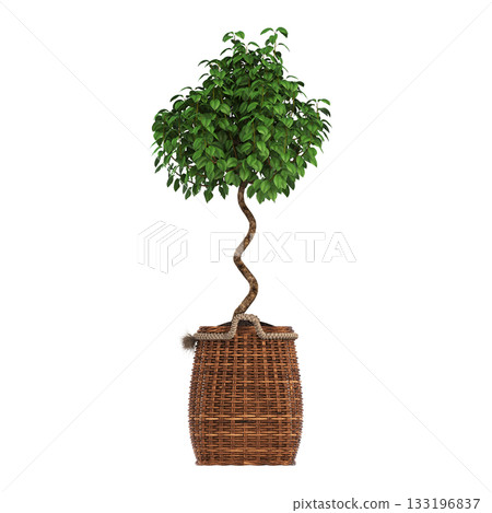 decorative flowers and plants for the interior, isolated on transparent background, 3D illustration, cg render decorative flowers and plants for the interior, isolated on transparent background, 3D illustration, cg render 133196837