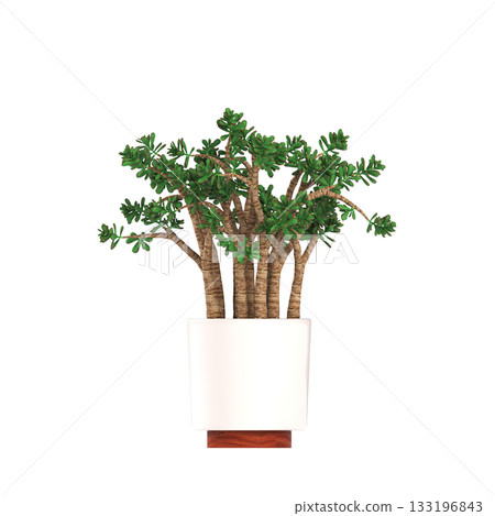 decorative flowers and plants for the interior, isolated on transparent background, 3D illustration, cg render decorative flowers and plants for the interior, isolated on transparent background, 3D illustration, cg render 133196843