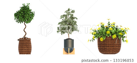 decorative flowers and plants for the interior, isolated on transparent background, 3D illustration, cg render decorative flowers and plants for the interior, isolated on transparent background, 3D illustration, cg render 133196853