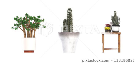 decorative flowers and plants for the interior, isolated on transparent background, 3D illustration, cg render decorative flowers and plants for the interior, isolated on transparent background, 3D illustration, cg render 133196855