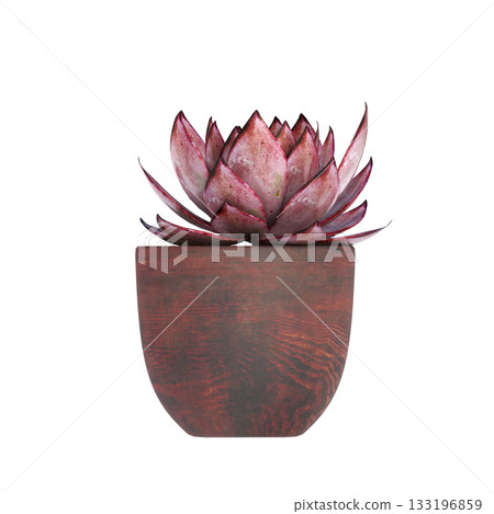 decorative flowers and plants for the interior, isolated on transparent background, 3D illustration, cg render decorative flowers and plants for the interior, isolated on transparent background, 3D illustration, cg render 133196859