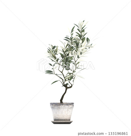 decorative flowers and plants for the interior, isolated on transparent background, 3D illustration, cg render decorative flowers and plants for the interior, isolated on transparent background, 3D illustration, cg render 133196861