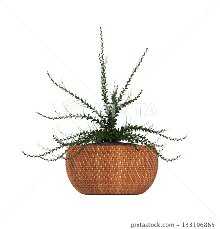 decorative flowers and plants for the interior, isolated on transparent background, 3D illustration, cg render decorative flowers and plants for the interior, isolated on transparent background, 3D illustration, cg render 133196865