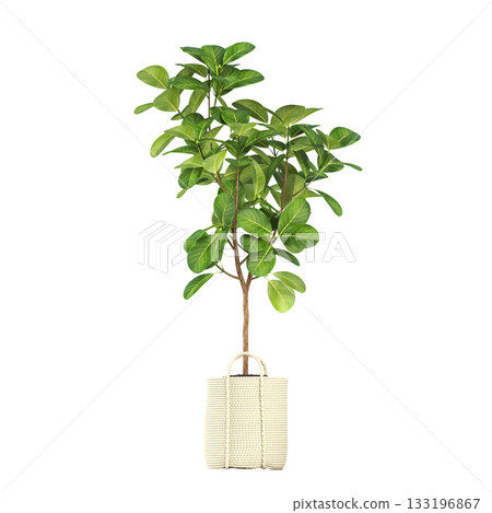 decorative flowers and plants for the interior, isolated on transparent background, 3D illustration, cg render decorative flowers and plants for the interior, isolated on transparent background, 3D illustration, cg render 133196867