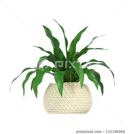 decorative flowers and plants for the interior, isolated on transparent background, 3D illustration, cg render decorative flowers and plants for the interior, isolated on transparent background, 3D illustration, cg render 133196869
