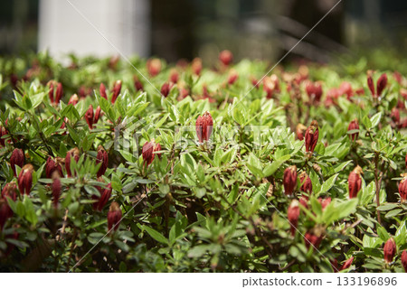Red azalea flower Buds in Garden 133196896