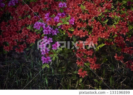 Vibrant red and purple azaleas in full bloom Vibrant red and purple azaleas in full bloom 133196899