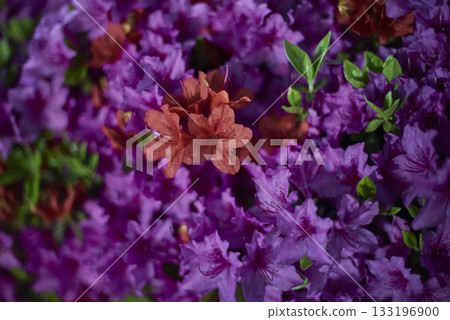 Vibrant red and purple azaleas in full bloom 133196900