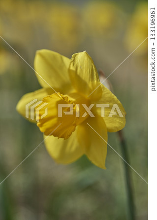 Close-up of Yellow Daffodil in Bloom 133196961
