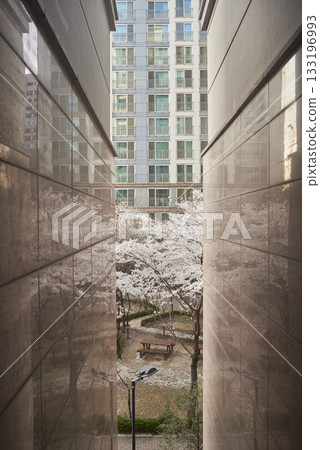 Cherry Blossoms and modern apartment building 133196993