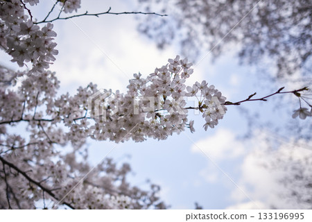Close-up of Cherry Blossoms in Bloom Close-up of Cherry Blossoms in Bloom 133196995