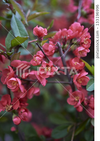 Vibrant Red Flowers in Bloom 133196996