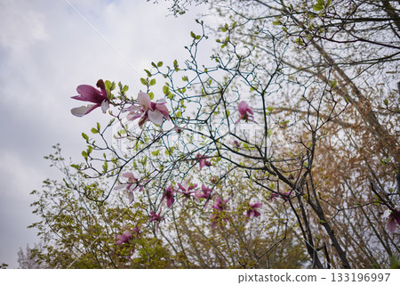 Blooming Magnolia Tree Against Cloudy Sky Blooming Magnolia Tree Against Cloudy Sky 133196997