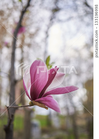 Close-up of Pink Magnolia Flower in Bloom Close-up of Pink Magnolia Flower in Bloom 133196998