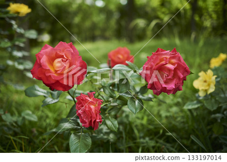 Vibrant Red Roses in Lush Garden Vibrant Red Roses in Lush Garden 133197014
