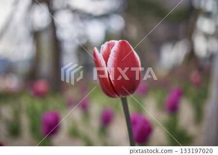 Close-Up of Pink Tulip in Bloom Close-Up of Pink Tulip in Bloom 133197020