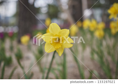 Yellow Daffodil in Bloom 133197021