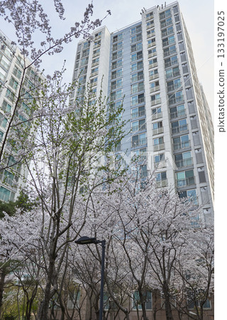 Cherry Blossoms and modern apartment building 133197025