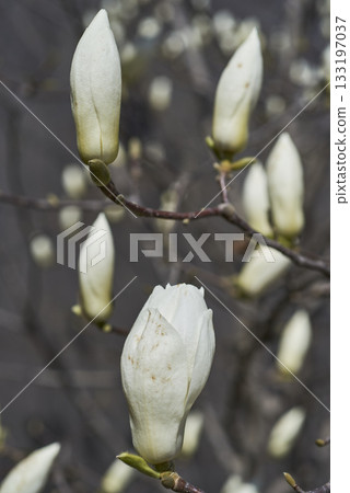Magnolia flower buds in spring Magnolia flower buds in spring 133197037