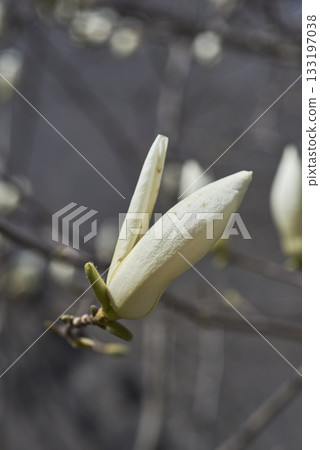 Magnolia flower buds in spring 133197038