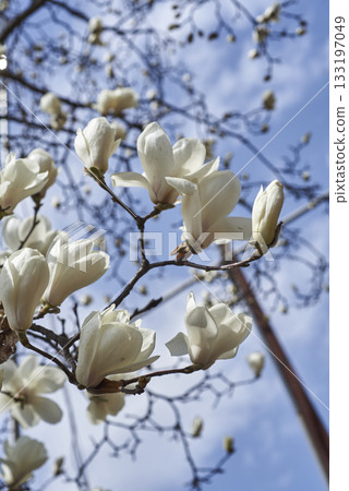 Magnolia flower buds in spring Magnolia flower buds in spring 133197049