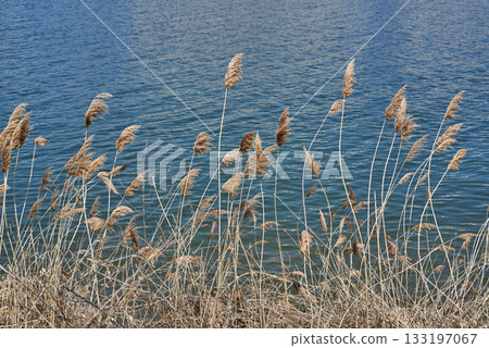 Dry Grasses by a Calm Blue Lake Dry Grasses by a Calm Blue Lake 133197067