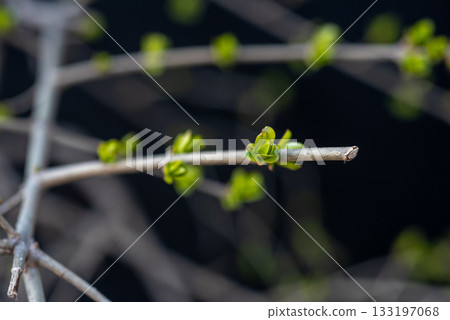 Close-up of Delicate Branches with Spring Buds Close-up of Delicate Branches with Spring Buds 133197068