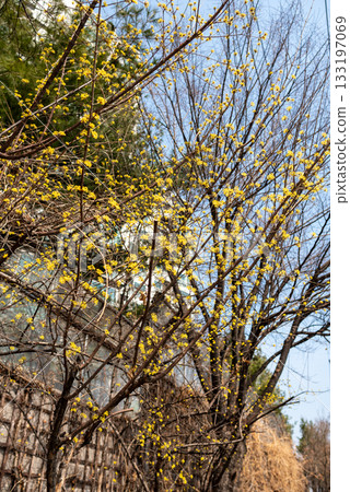 Yellow Blossoms on Bare Branches in Spring 133197069