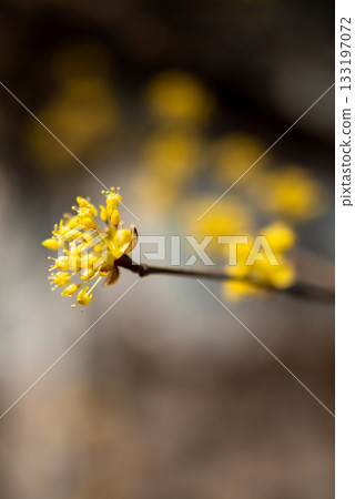 A close-up of a yellow flower cluster on a slender branch 133197072