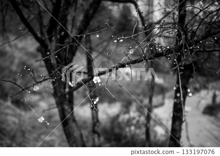 Black and white photo of tree branches with blossoms 133197076