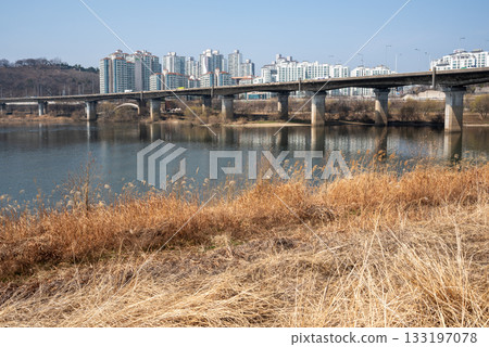 Dry reeds along the Han River Hangang in Seoul, South Korea 133197078