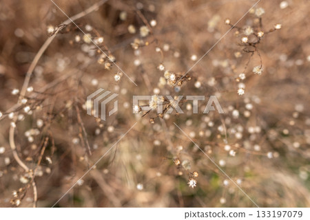 Close-up of dried wildflowers with a soft background Close-up of dried wildflowers with a soft background 133197079