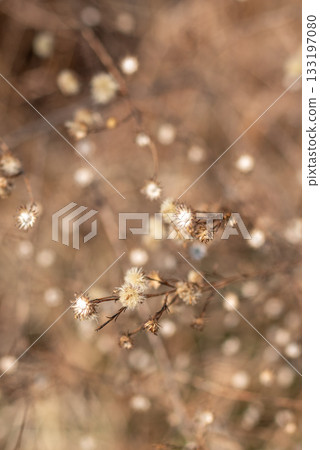 Close-up of dried wildflowers with a soft background Close-up of dried wildflowers with a soft background 133197080