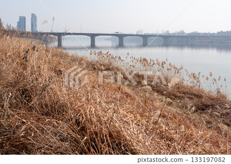 Dry reeds along the Han River Hangang in Seoul, South Korea 133197082