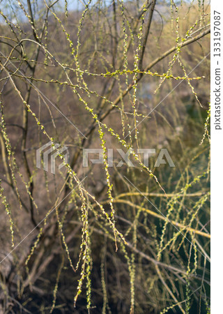 Delicate Tree Branches with Spring Buds Delicate Tree Branches with Spring Buds 133197087