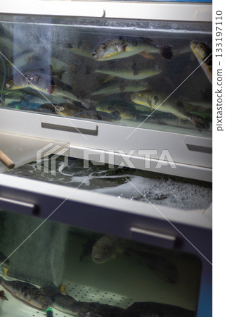 Aquarium Tanks with Live Fish and Filtration System Aquarium Tanks with Live Fish and Filtration System 133197110