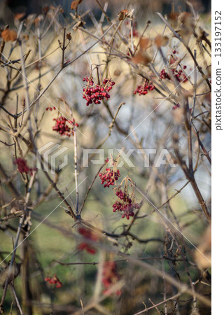Red berries on bare branches in a natural setting Red berries on bare branches in a natural setting 133197152