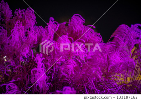 Vibrant Pink Ornamental Grass at Night 133197162