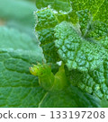 Tiny visitors blending into the greenery: caterpillars and mint 133197208