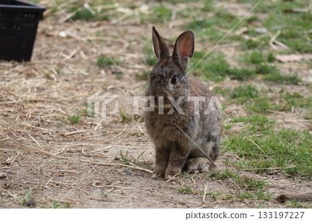 Adorable brown rabbit found in the field Adorable brown rabbit found in the field 133197227