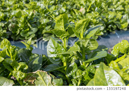 Morning glory on the farm Morning glory on the farm 133197248