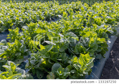 農場裡的牽牛花 133197250