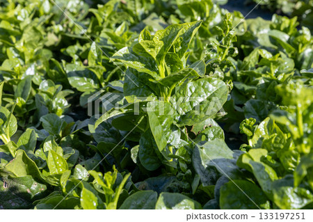 農場裡的牽牛花 農場裡的牽牛花 133197251