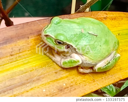 A tree frog resting on a purple orchid leaf 133197375