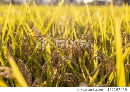 Rice ears at harvest time Variety: Tsuyahime Rice ears at harvest time Variety: Tsuyahime 133197439