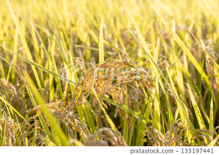 Rice ears at harvest time Variety: Tsuyahime Rice ears at harvest time Variety: Tsuyahime 133197441