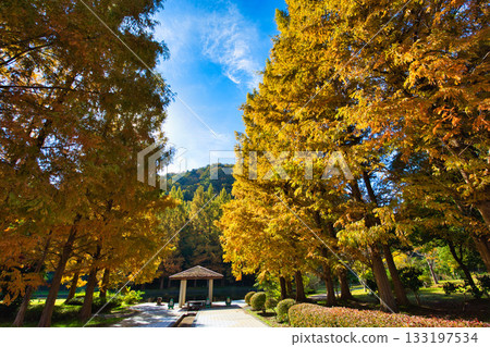 Autumn at Culture Park Autumn at Culture Park 133197534
