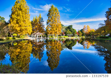 Autumn at Culture Park Autumn at Culture Park 133197539