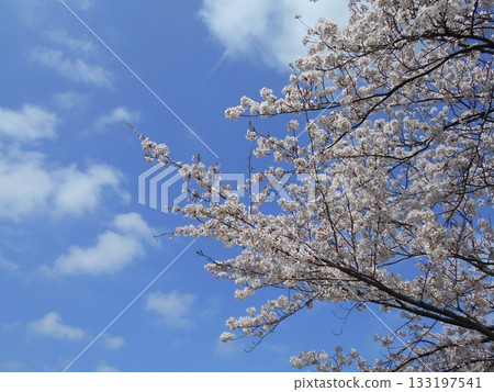 Under the blue sky, cherry blossoms in full bloom 133197541